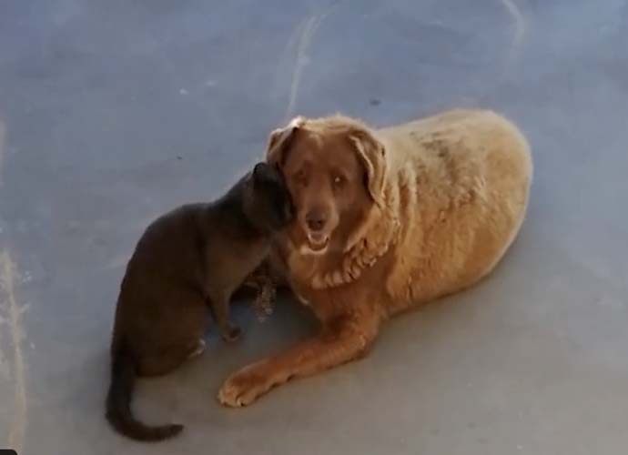 Bobi, The World&#39;s Oldest Dog, Dies At 31 - uInterview