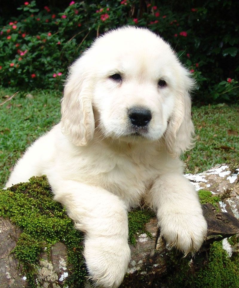 Puppy - Wikipedia