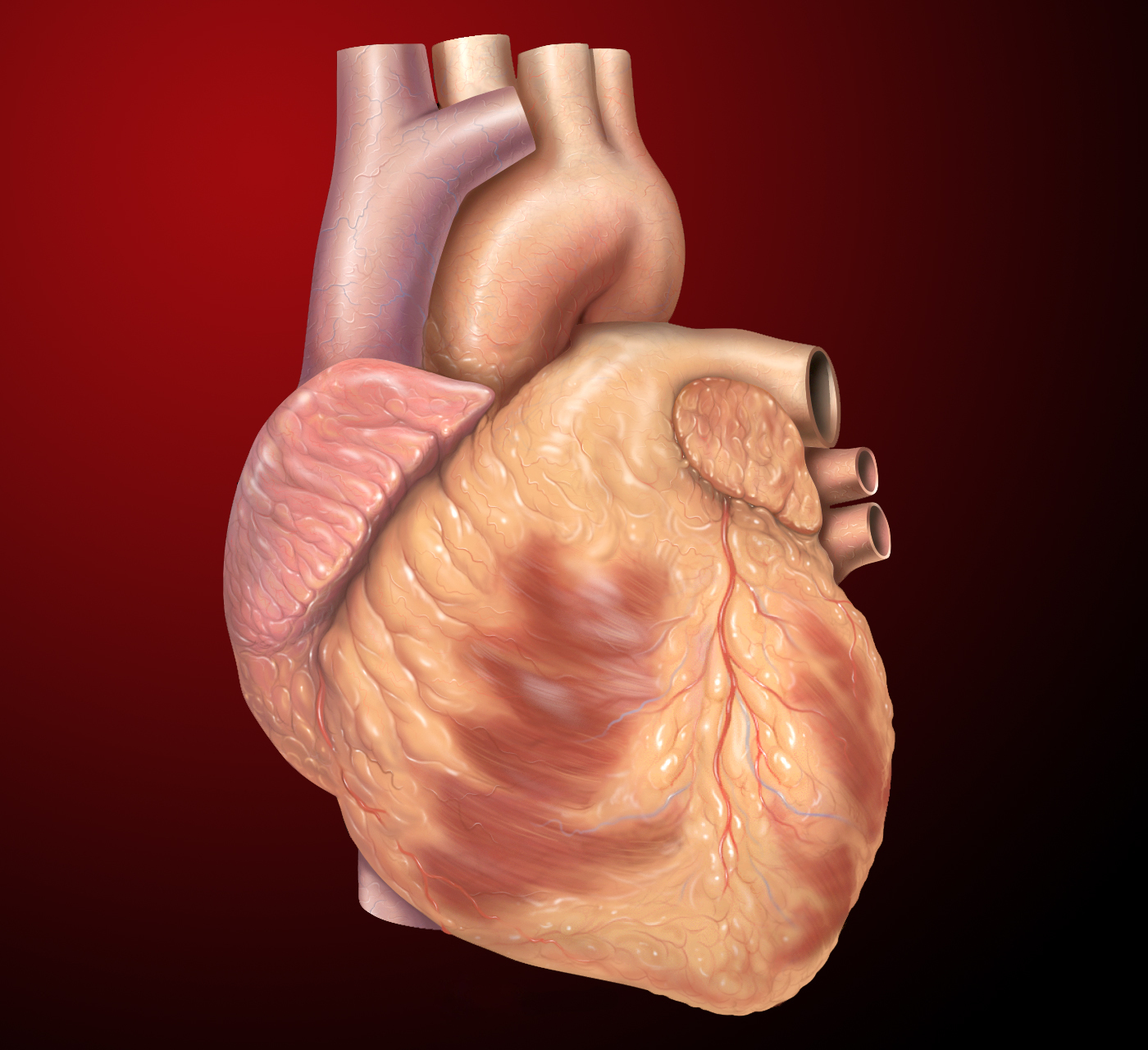 Heart - Wikiwand