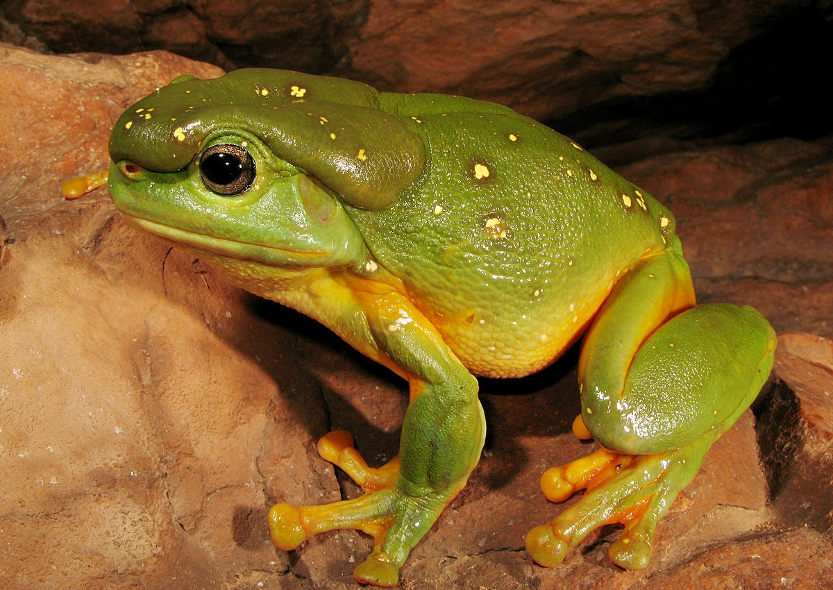 Magnificent Tree Frog - Wikipedia