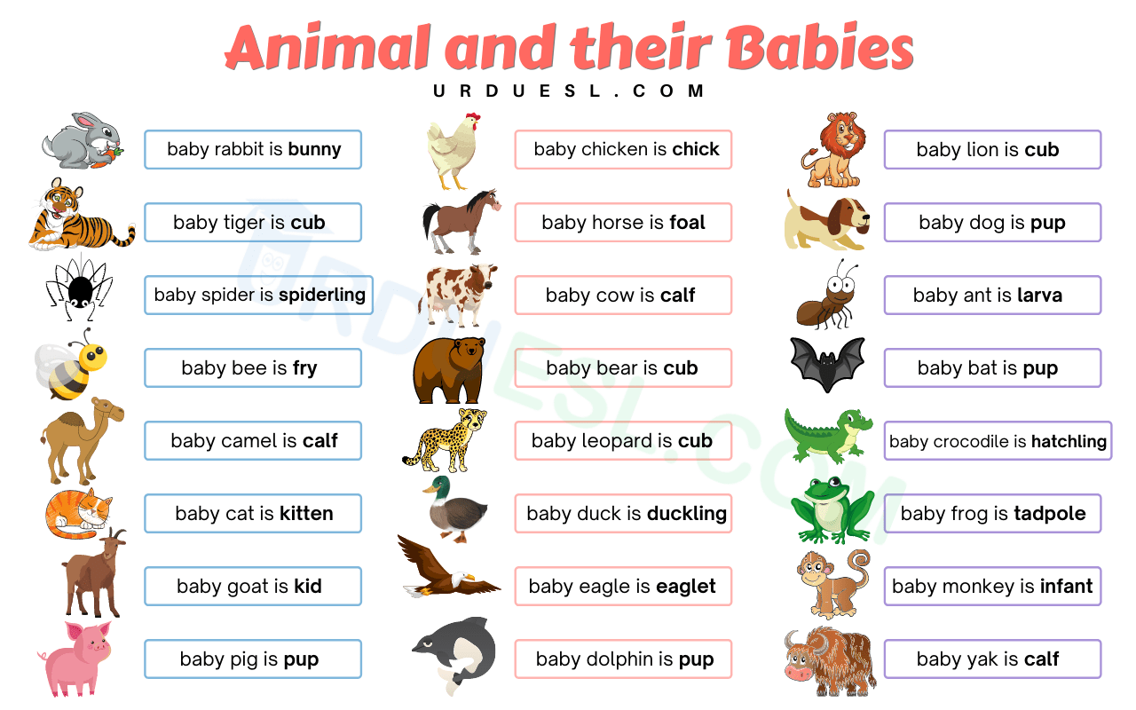 List Domestic Animals Names In English With Pictures And Pdf