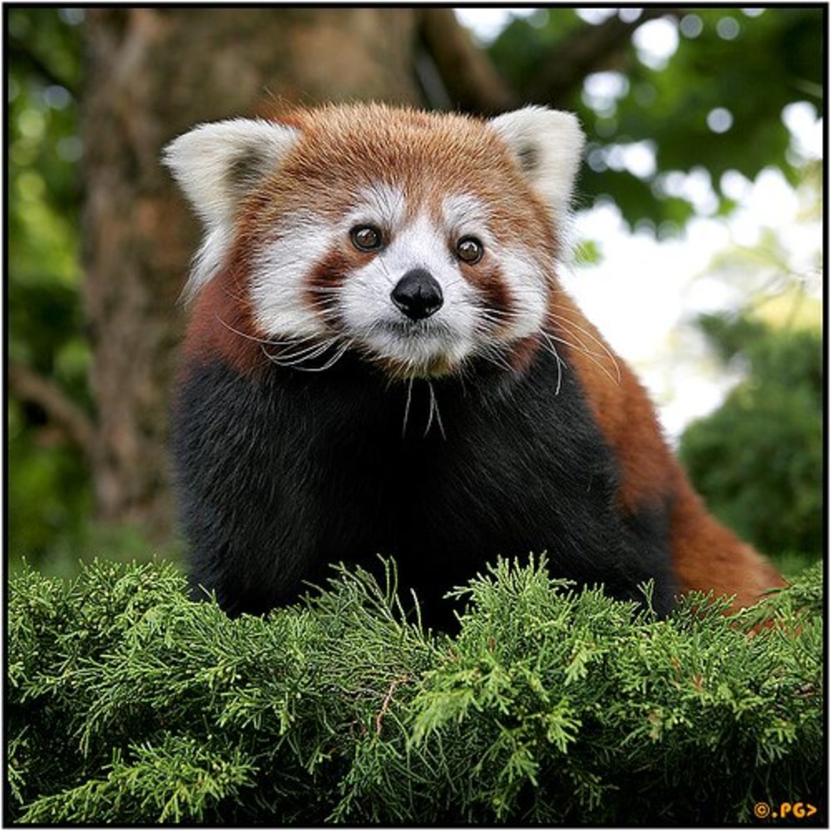 25 Most Amazing and Unusual Animals on Earth | HubPages