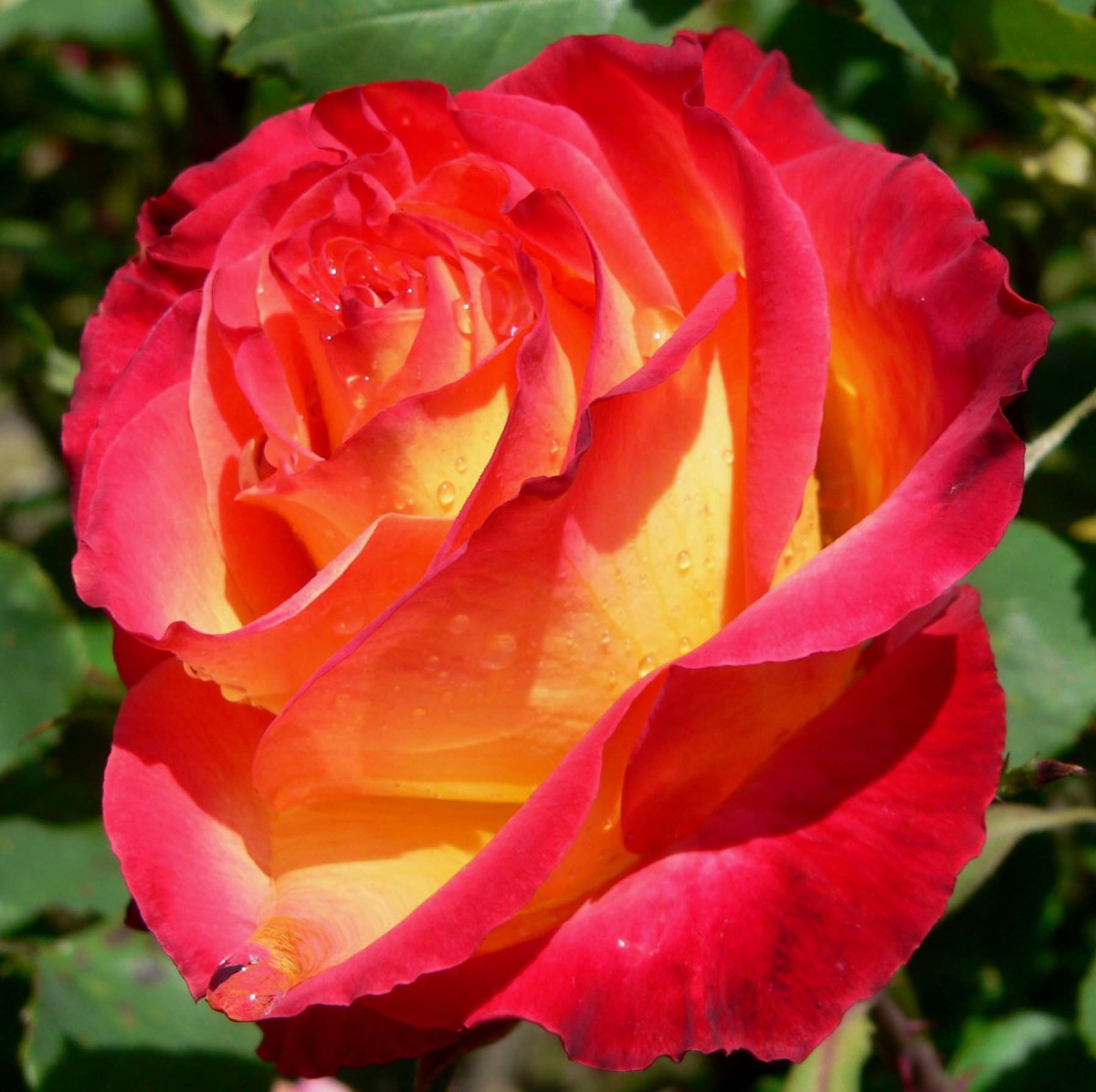 The Health Benefits Of Rose, Rose Water, Rose Oil, Rose Hip Seed Oil And Rose Tea | Hubpages