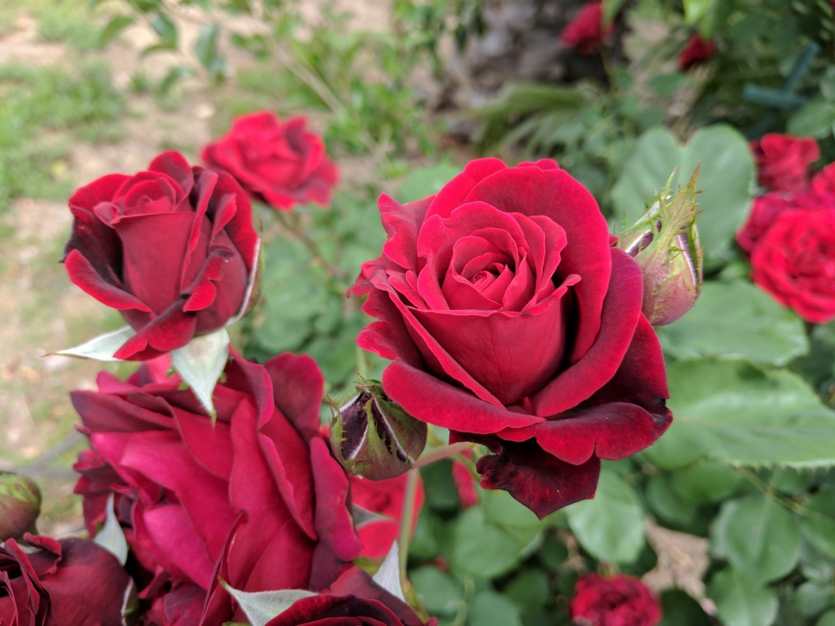The Meaning Of Roses | Owlcation