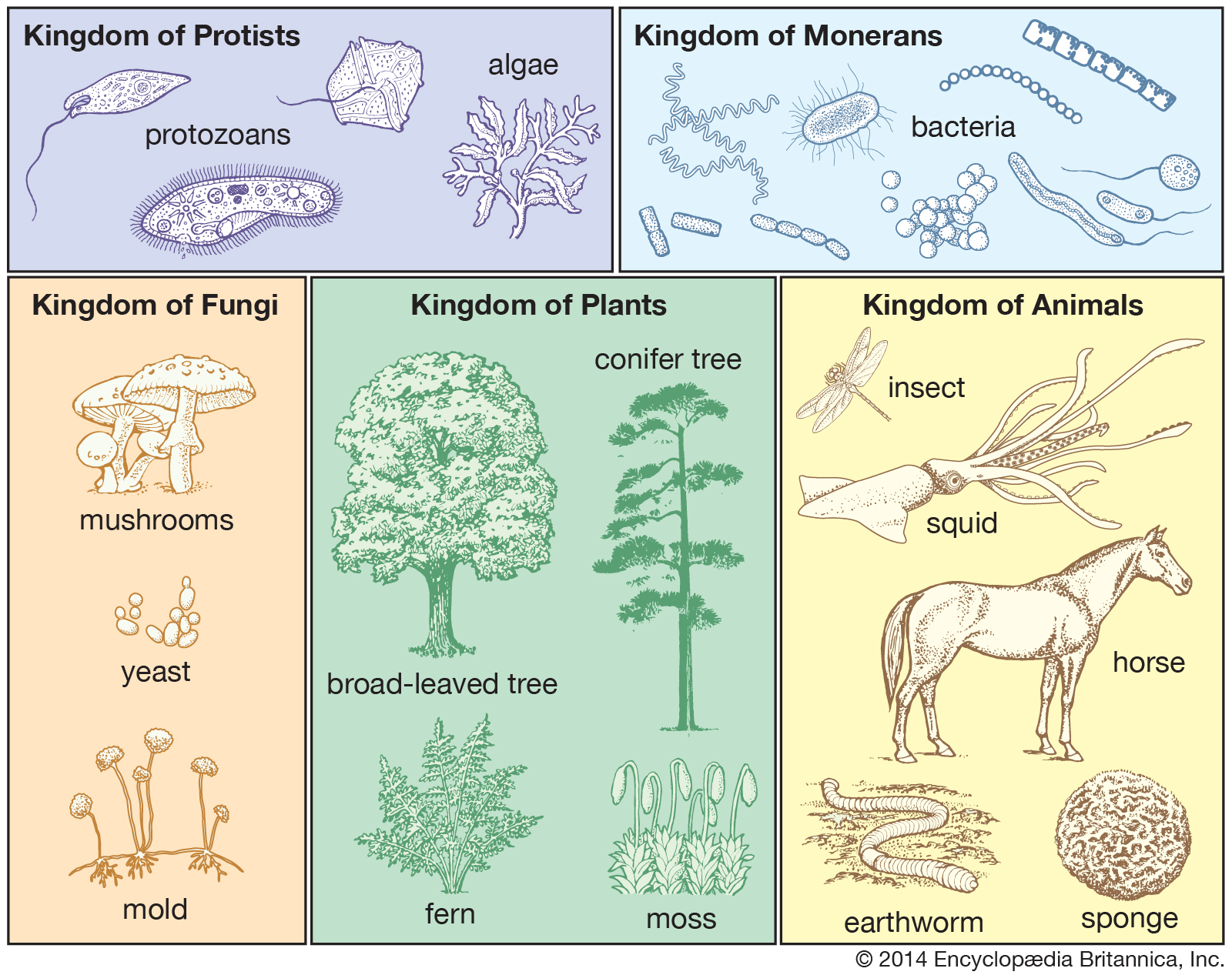 Classification Living Things At Emaze Presentation