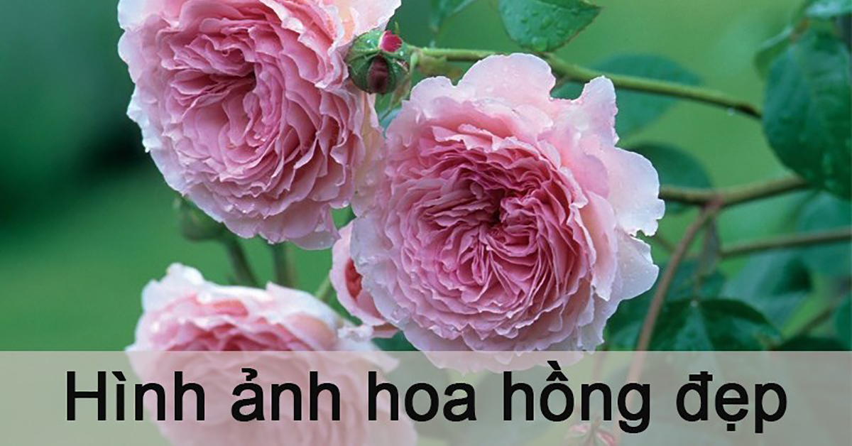 Tổng Hợp 100+ Hình ảnh, Hình Nền Hoa Hồng đẹp Nhất