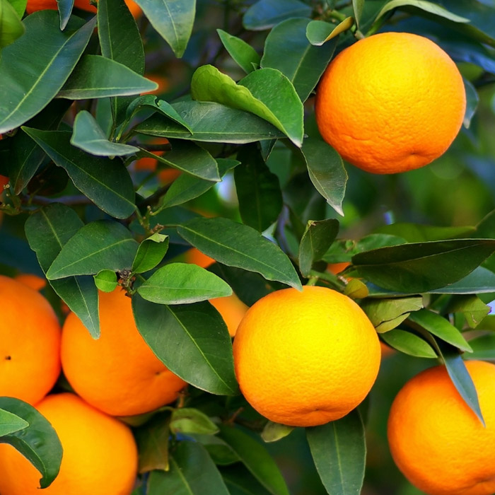 Orange Tree - VerdeGo