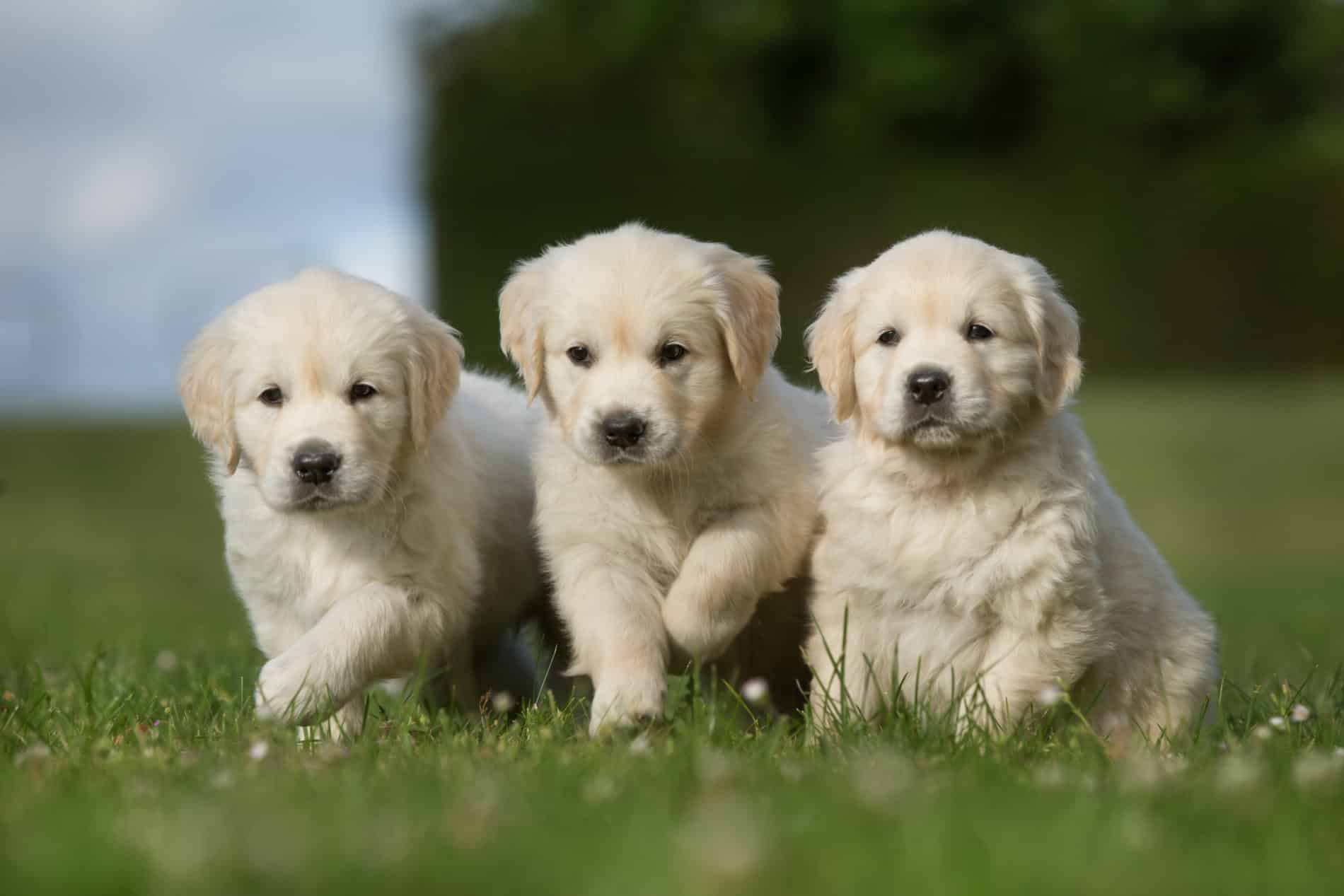 Three Golden Retriever Puppies Walking On Grass Lawn| Versatile Vinegar