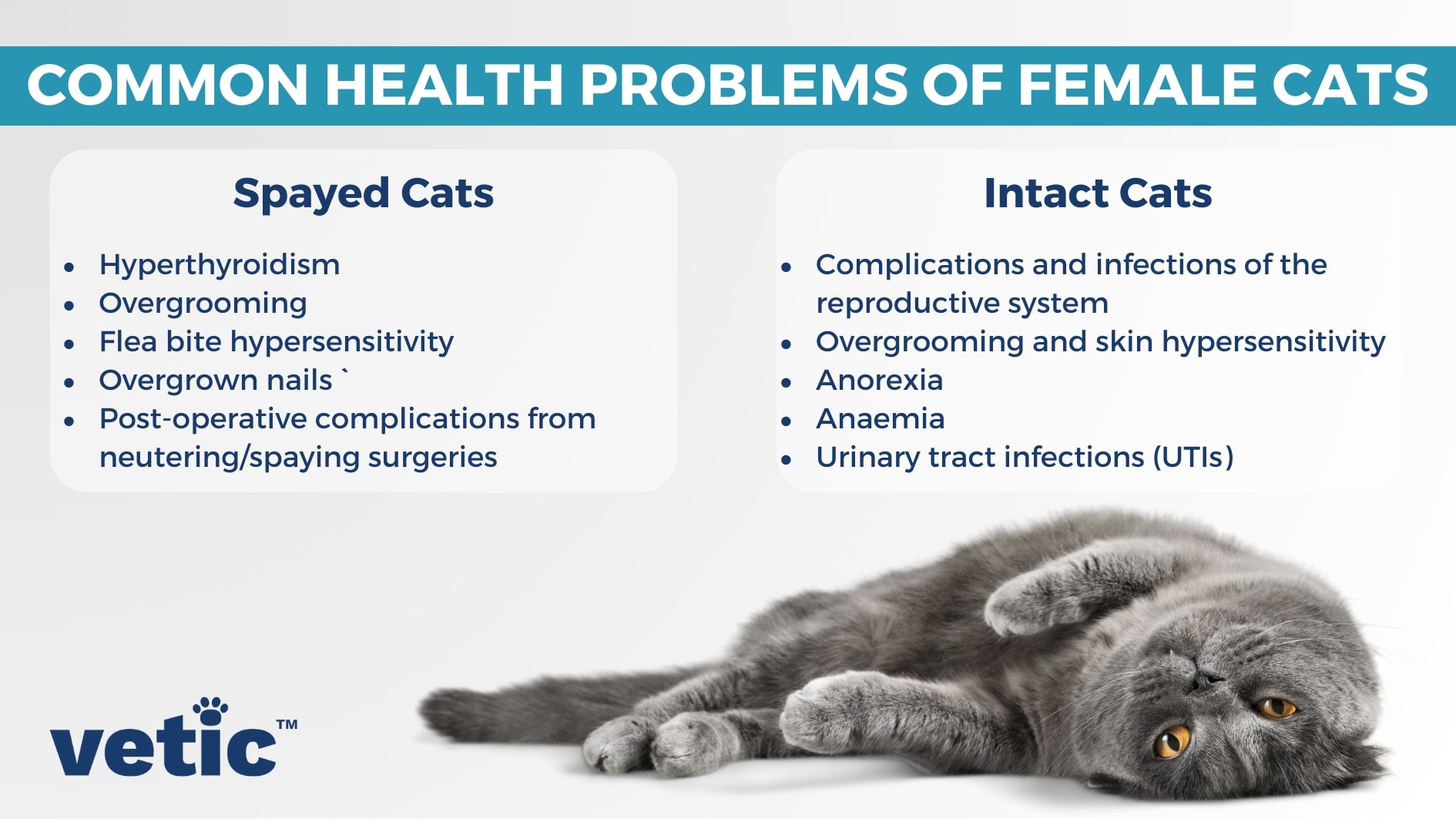 20 Common Cat Health Problems: Signs, Symptoms and Solutions