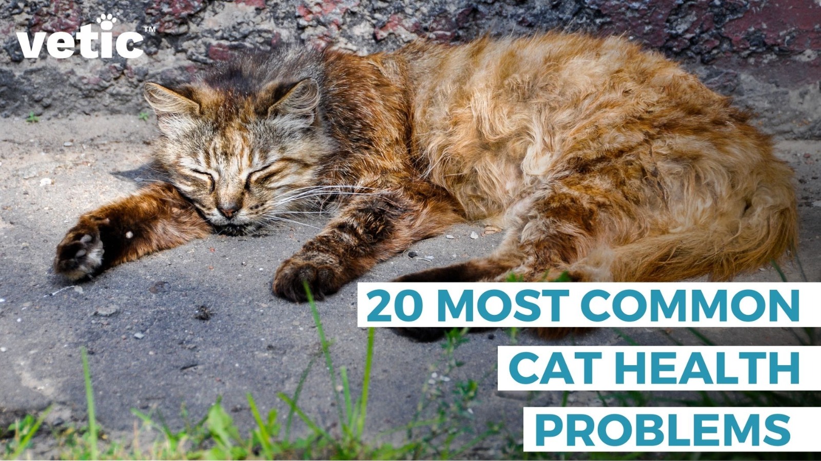 20 Common Cat Health Problems: Signs, Symptoms and Solutions
