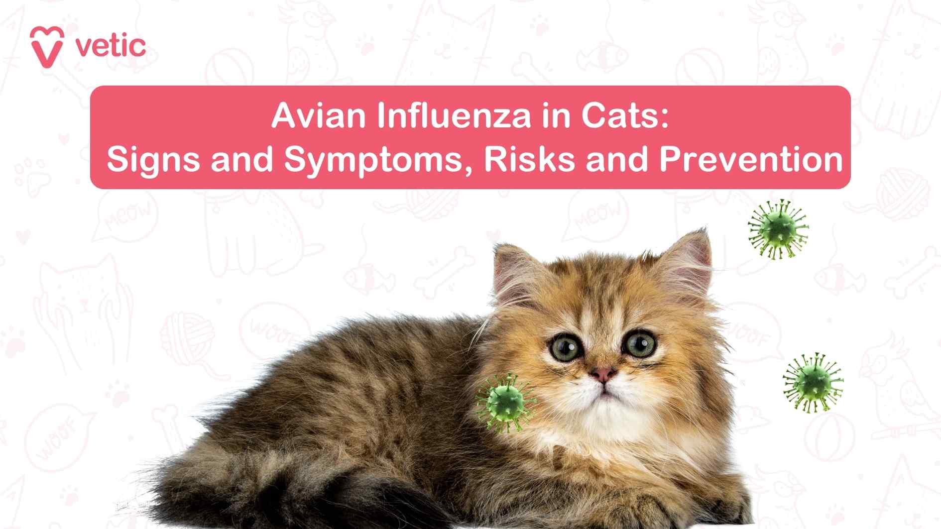 20 Common Cat Health Problems: Signs, Symptoms and Solutions