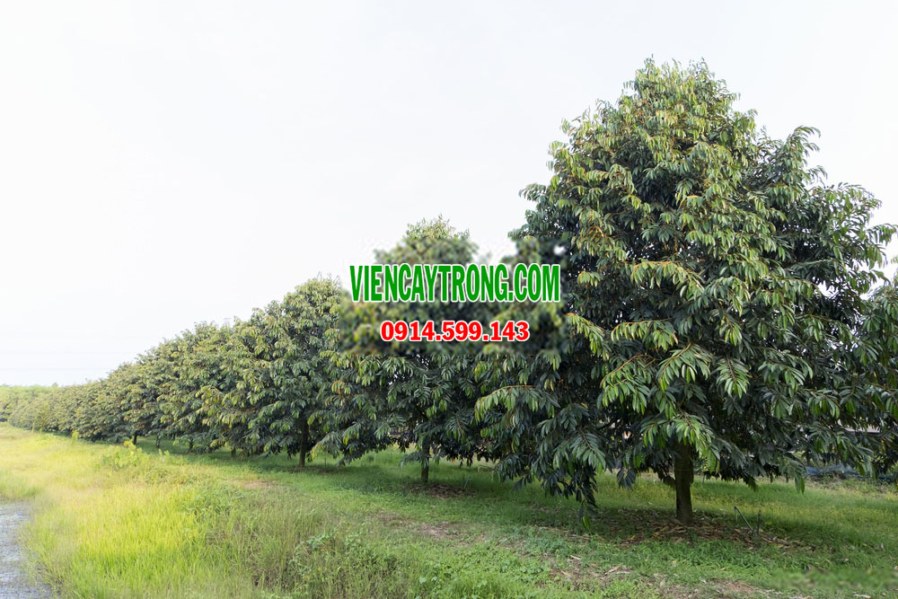 Hinh Anh Vuon Choi Dona - Viện Cây Trồng