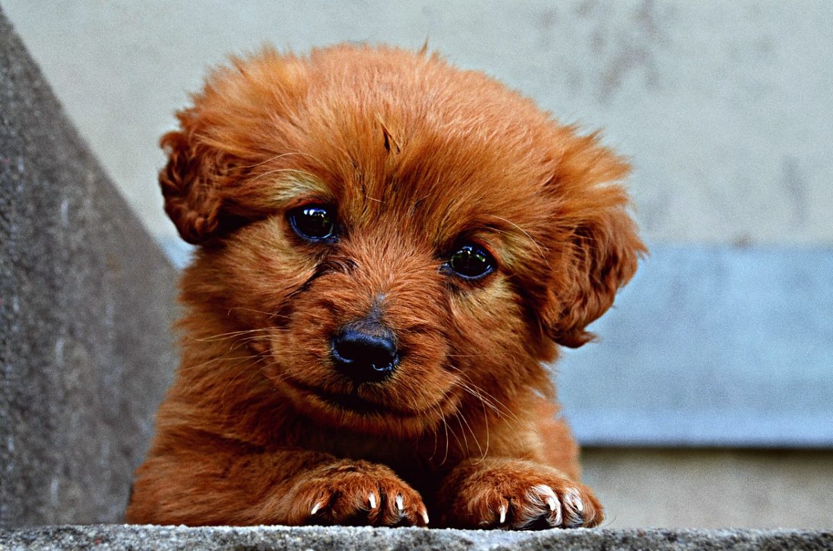 Where to Buy a Puppy - Learn Where & How to Get a Puppy | VIP Puppies
