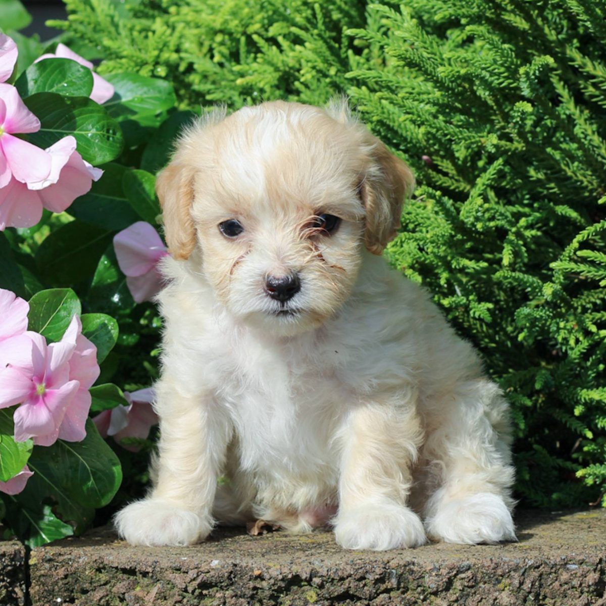 Puppies For Sale (near Me) - Find Your Puppy | VIP Puppies