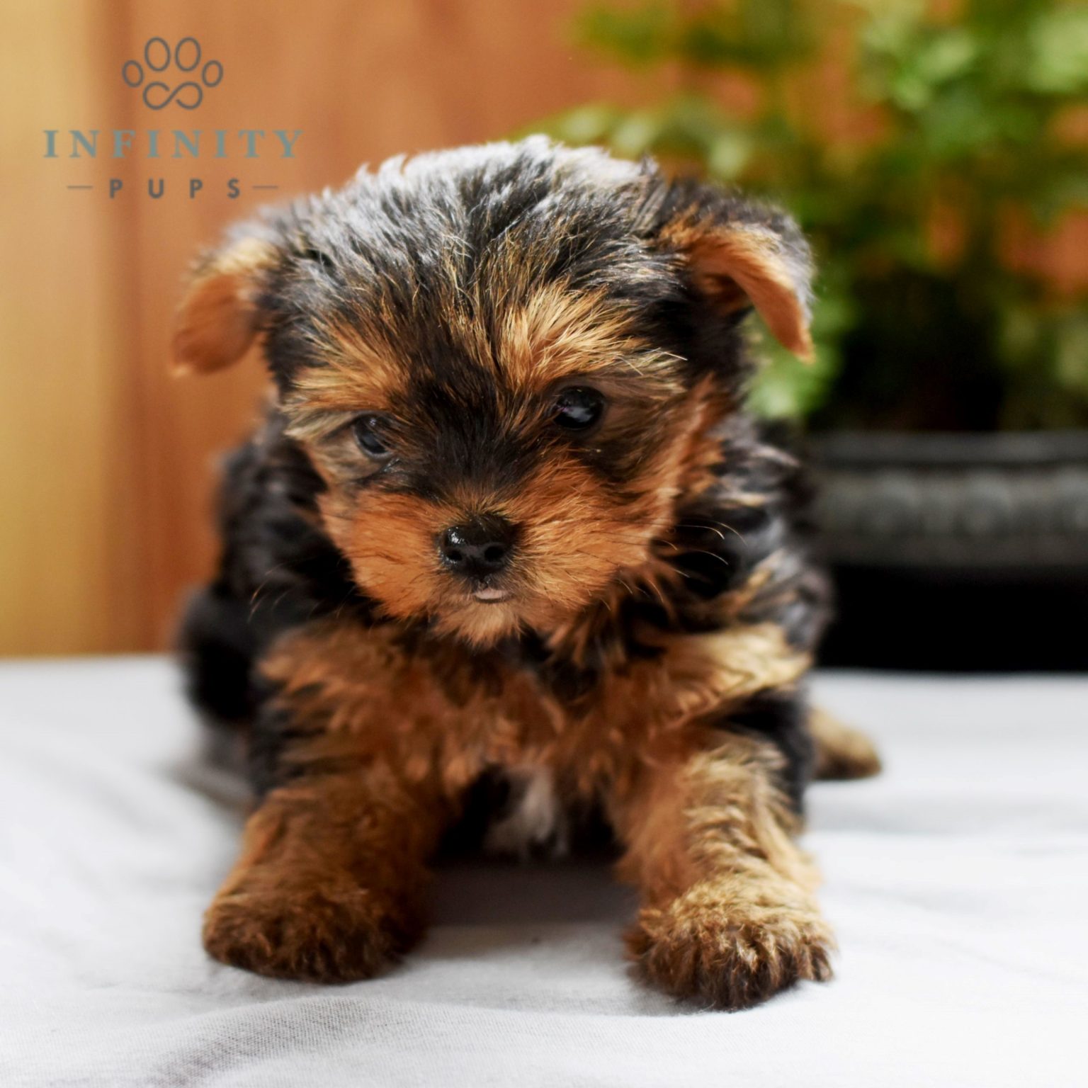 Puppies For Sale (near Me) - Find Your Puppy | Page 2 Of 33 | VIP Puppies