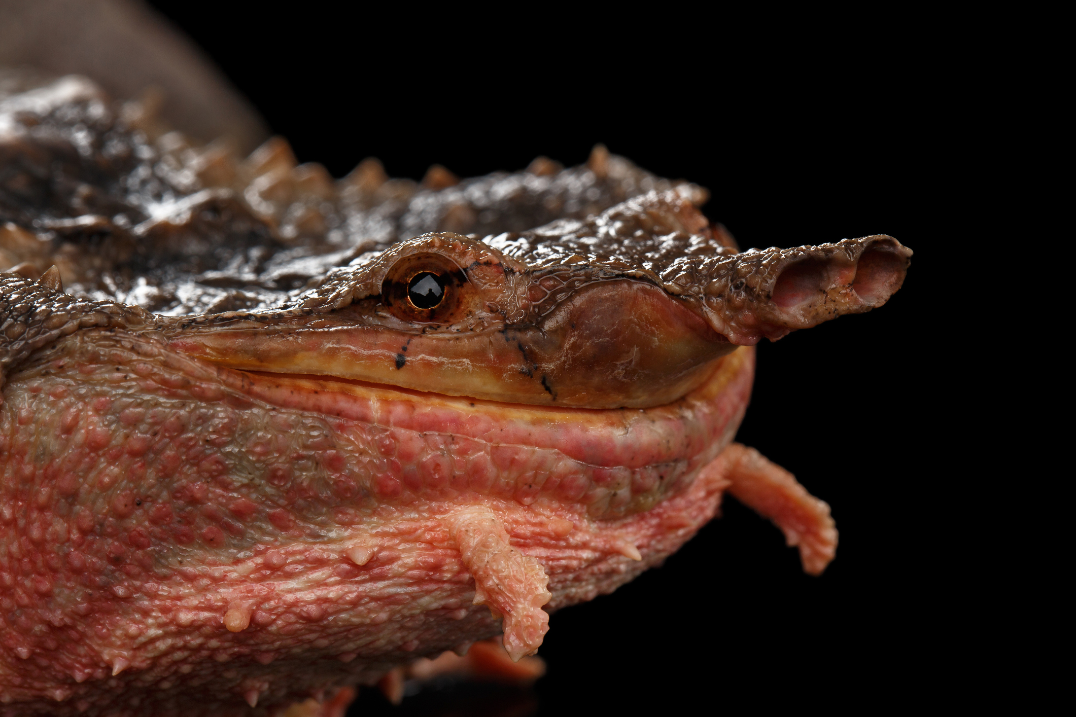 Visit The Virginia Zoo Animals Today!