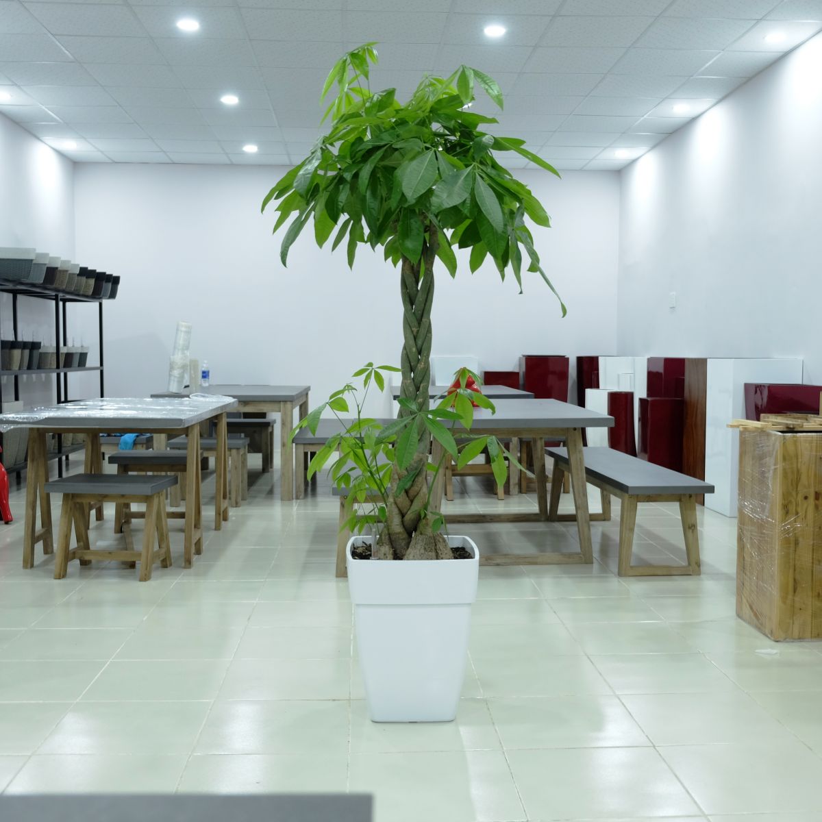 Mẹo Trồng Cây để Sảnh Và Những Gợi ý Có Thể Lựa Chọn - Caycoi.net