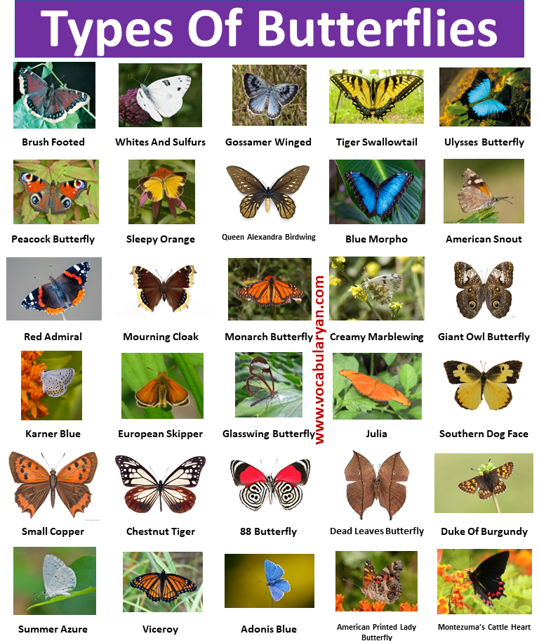 Top 103+ Pictures Different Types Of Butterflies With Pictures And Names Completed