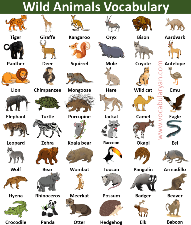 180+ Wild Animal Names List With Pictures – VocabularyAN