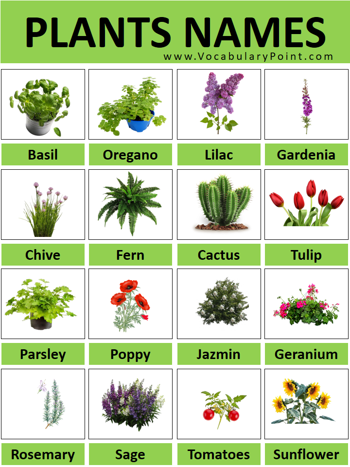 200+ All Plant Names With Pictures (Plant Names A To Z) - Vocabulary Point