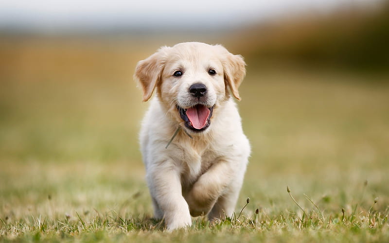 Hd Photos Of Cute Pets - Infoupdate.org