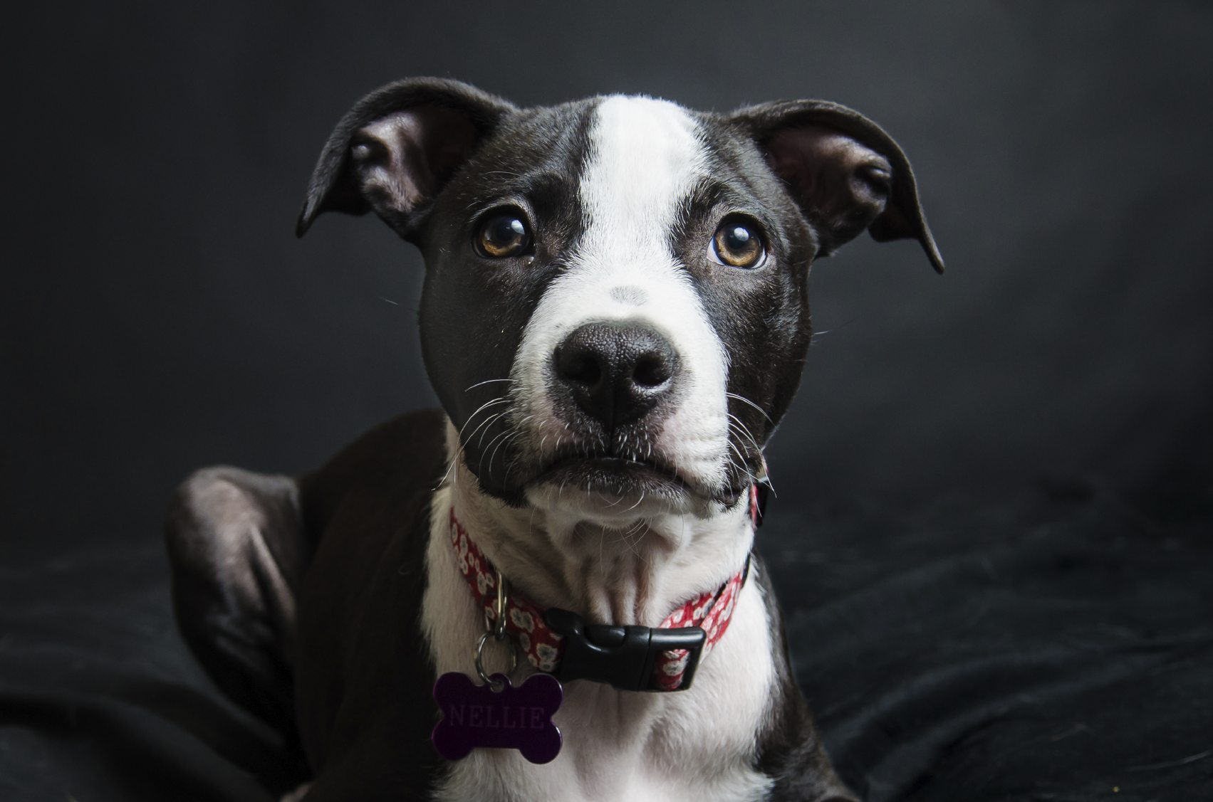 These Bull Terriers Are Changing Minds