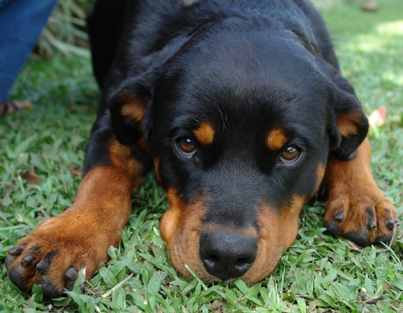 31 Rottweiler Facts Everyone Needs To Know