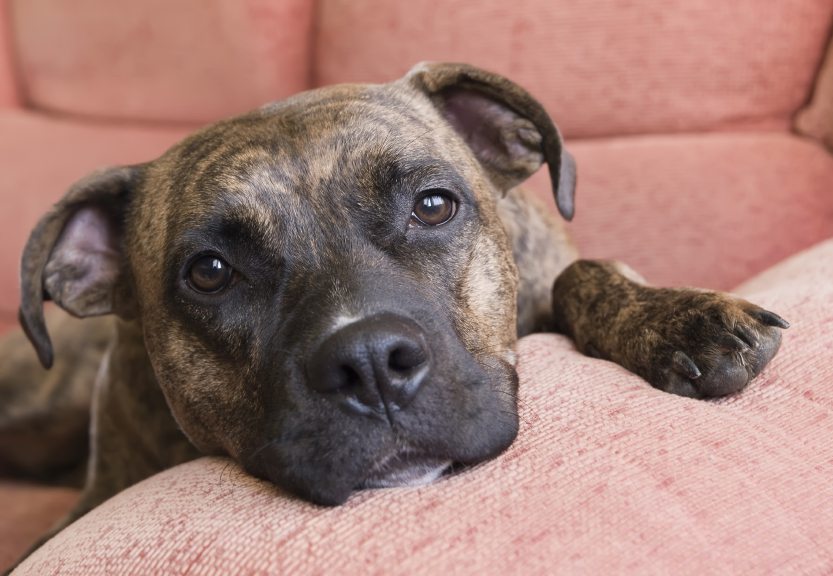 Pit Bull Portrait - Wagbrag - Pet Wellness, Health, Rescue And Adoption