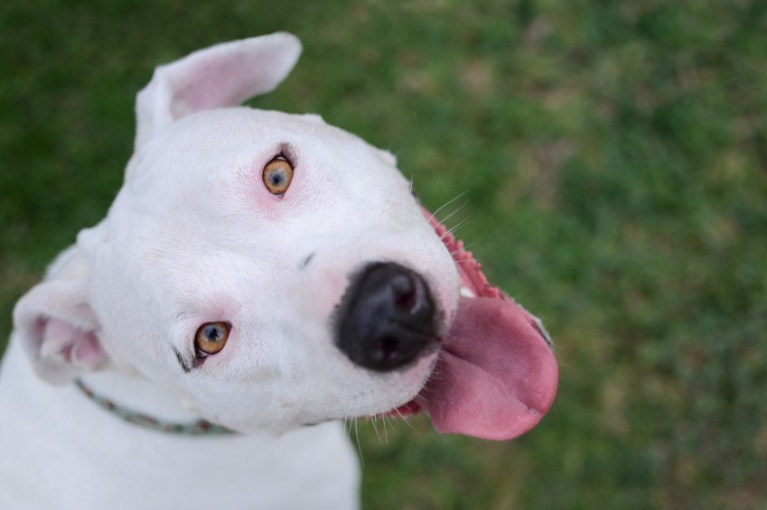 20 Pit Bull Facts Dog Owners Need To Know