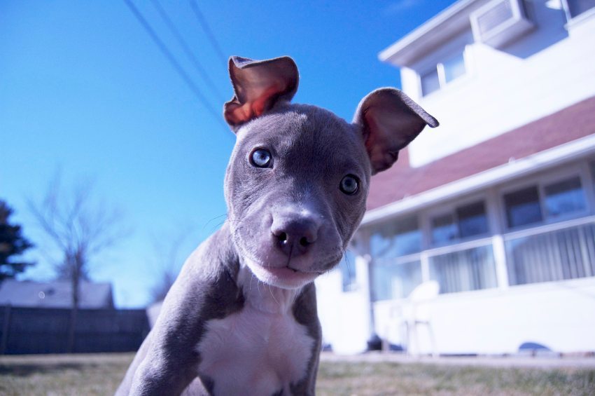 20 Pit Bull Facts Dog Owners Need To Know