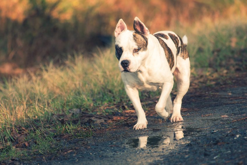 20 Pit Bull Facts Dog Owners Need To Know