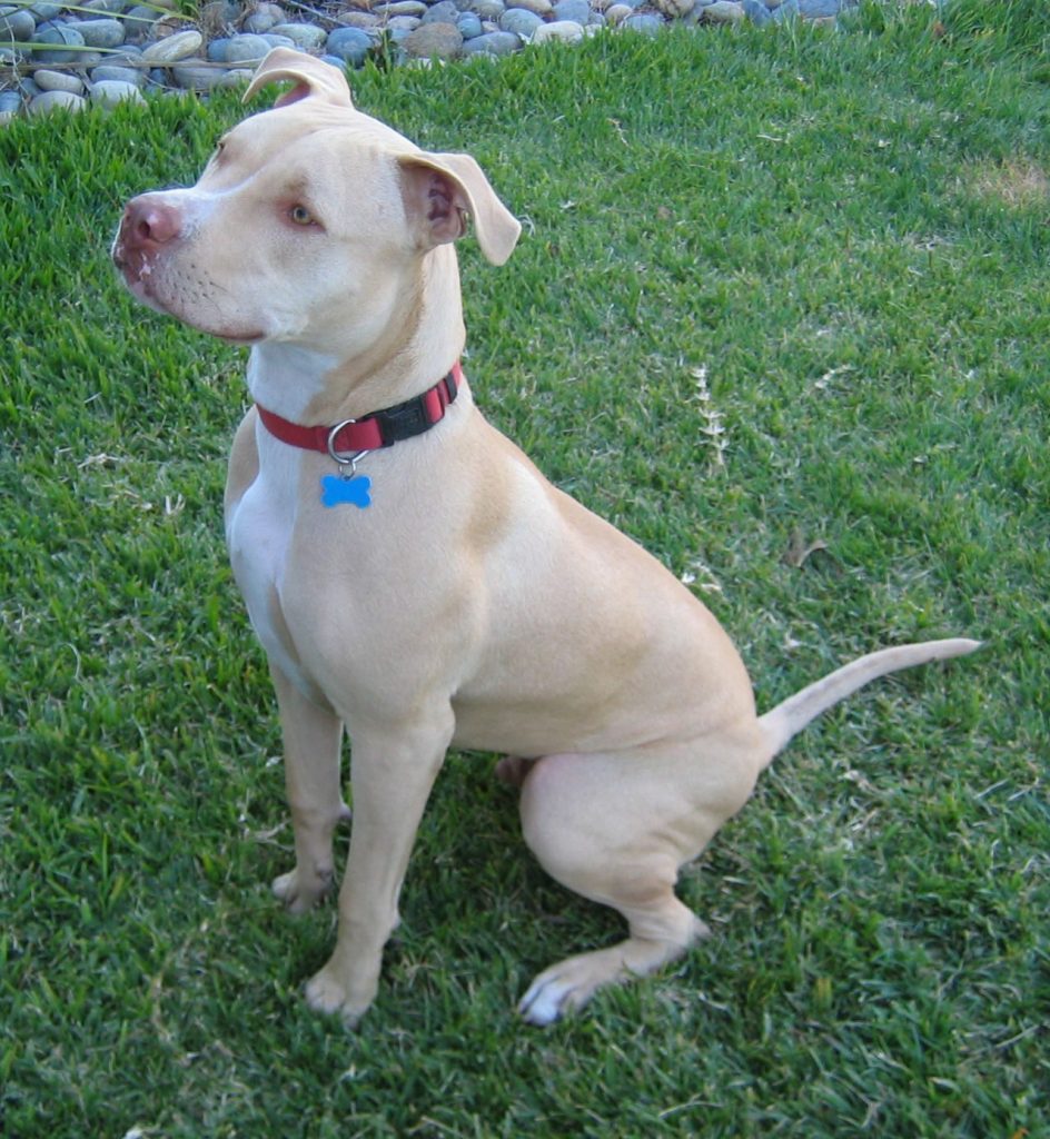 Bull Mastiff - Wagbrag - Pet Wellness, Health, Rescue And Adoption
