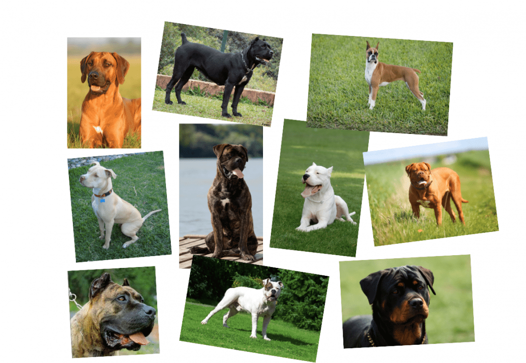 Can You Guess Which Dog Is The Pit Bull?