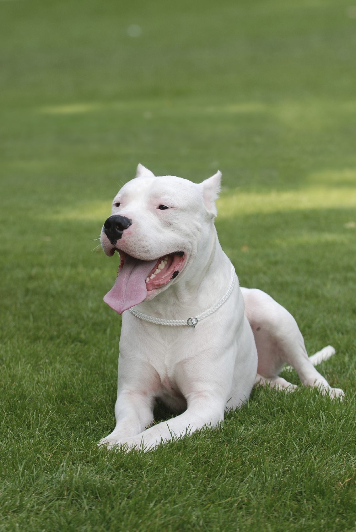 Dogo Argentino - Wagbrag - Pet Wellness, Health, Rescue And Adoption