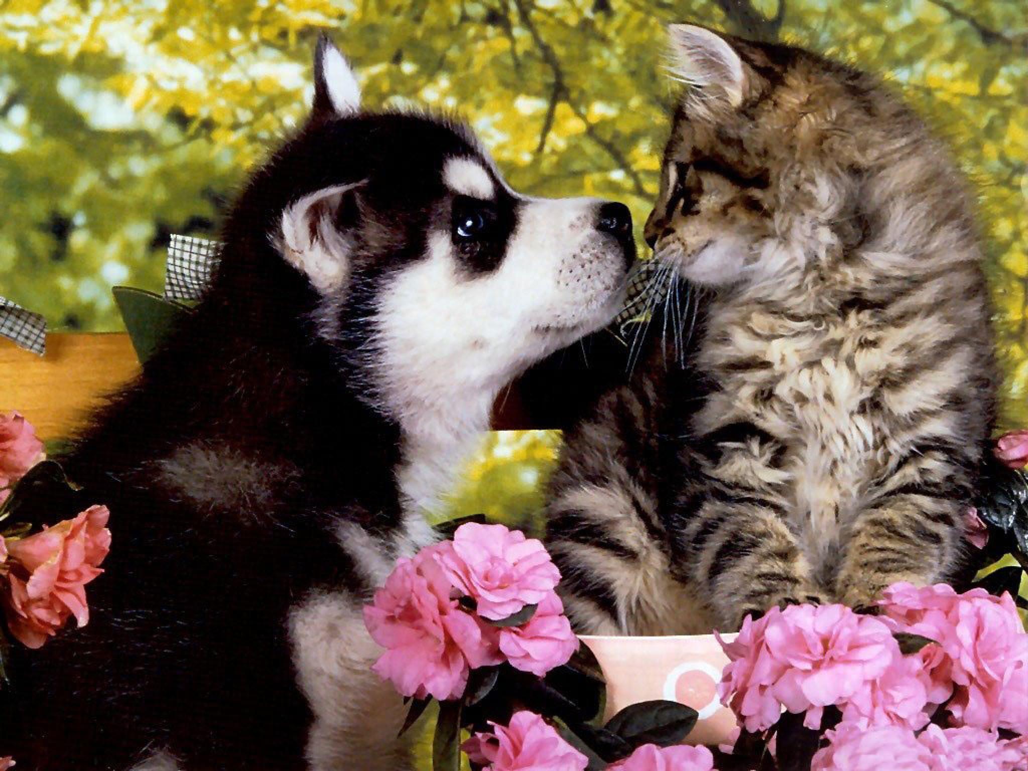 Kittens And Puppies Wallpapers Group (72+)