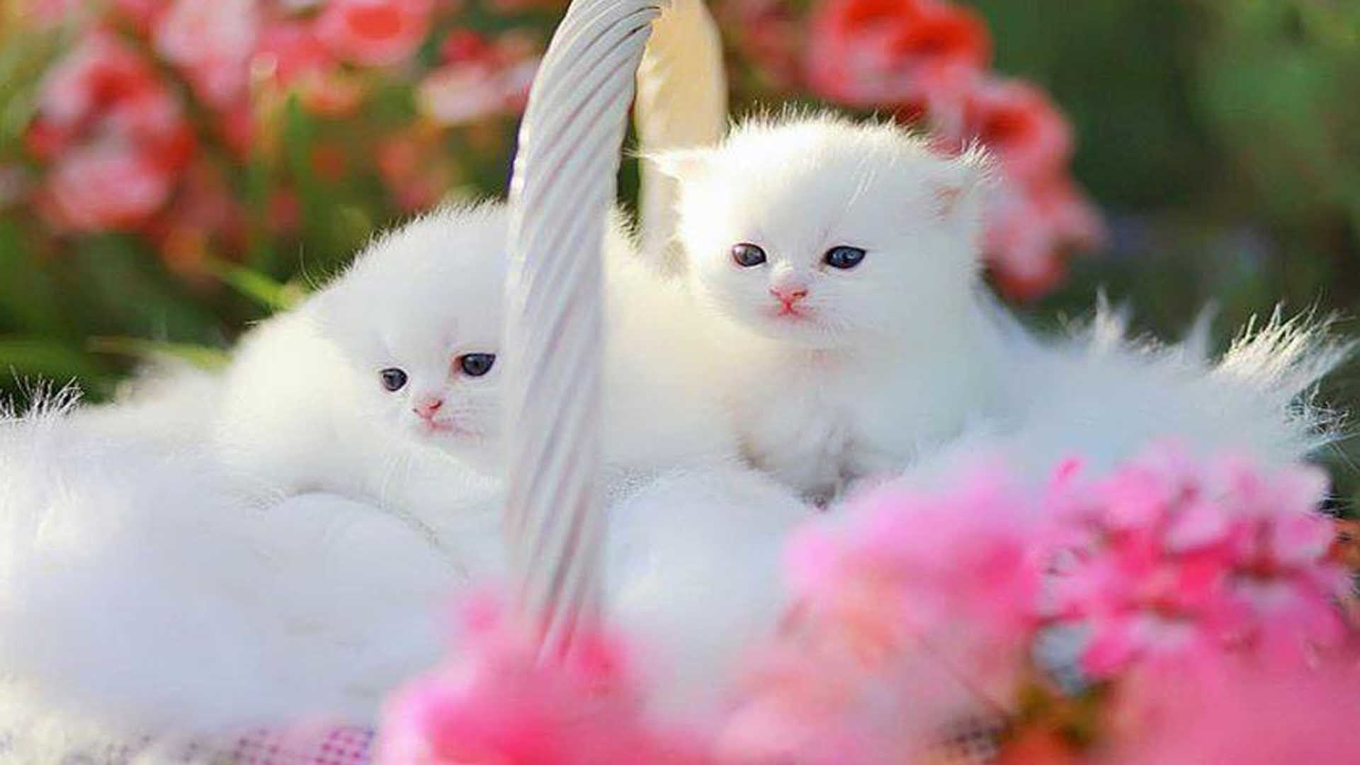 Beautiful Kitten Wallpapers on WallpaperDog