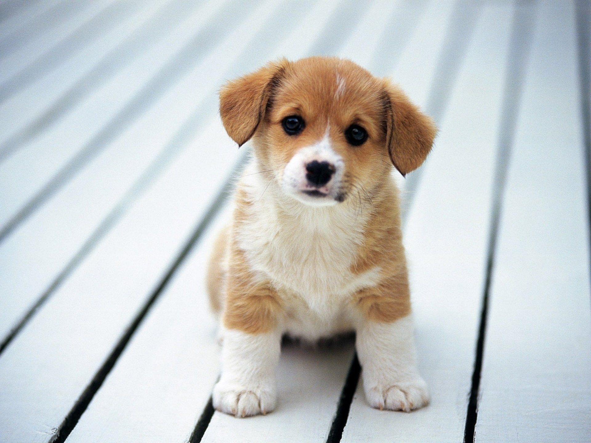 Dog Wallpapers On WallpaperDog
