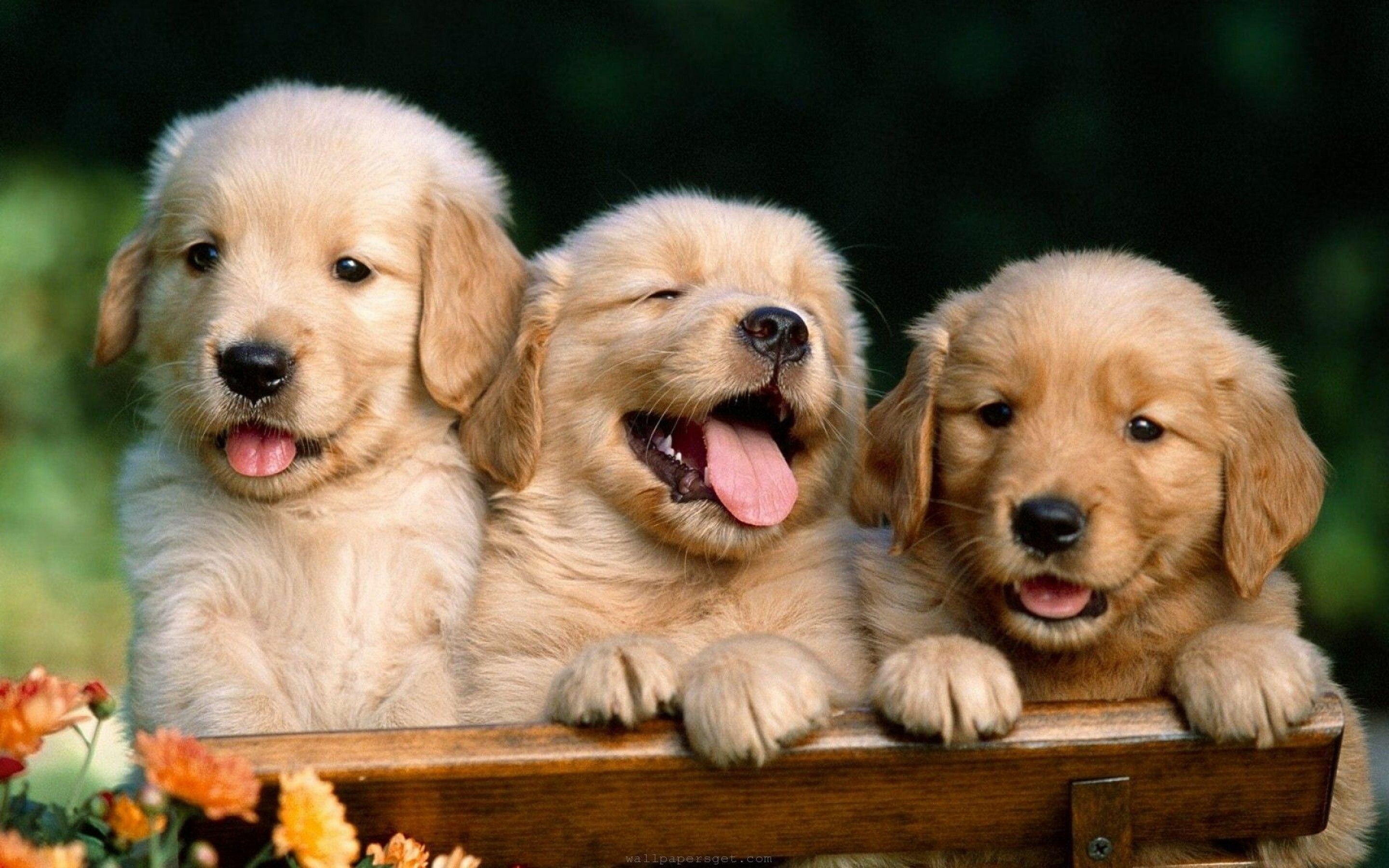 Dog Wallpaper 4k For Pc - Infoupdate.org
