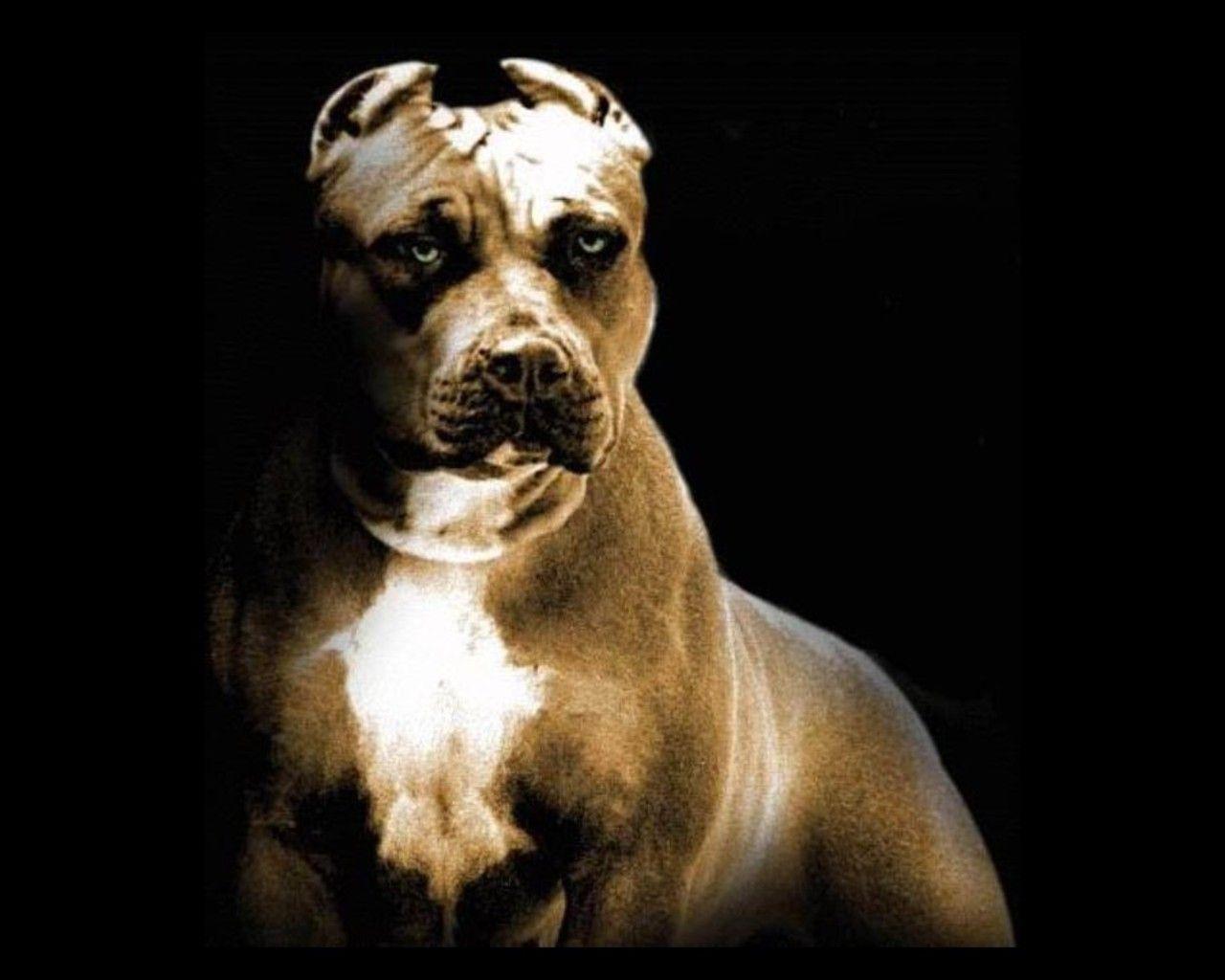 Pitbull Dogs Wallpapers