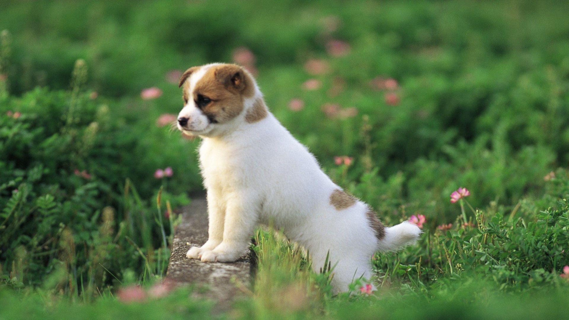 Cute puppy 4k wallpaper cute puppy 4k wallpaper For your desktop