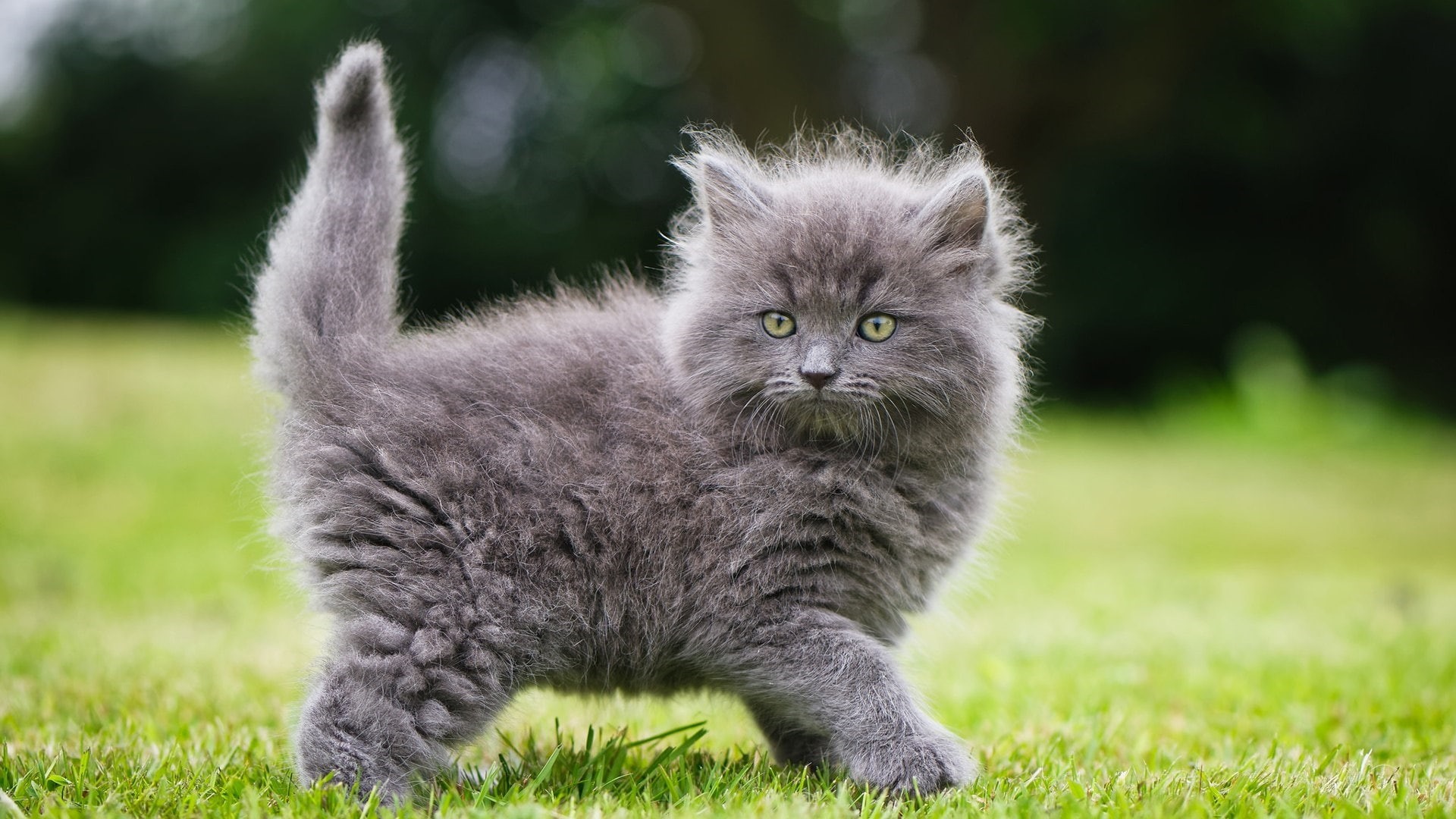 Cute Fluffy Kitten Wallpaper
