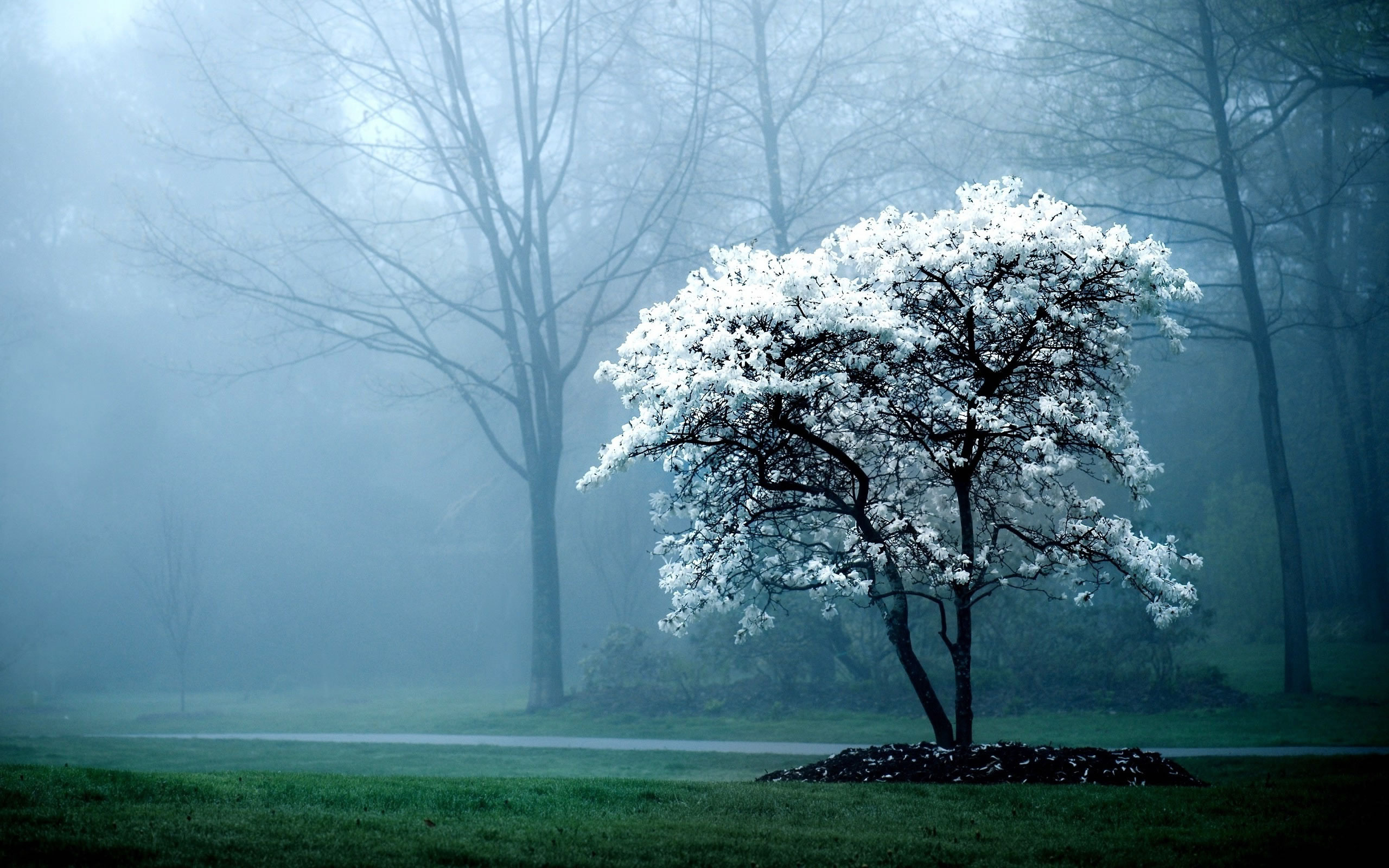 HD Wallpaper