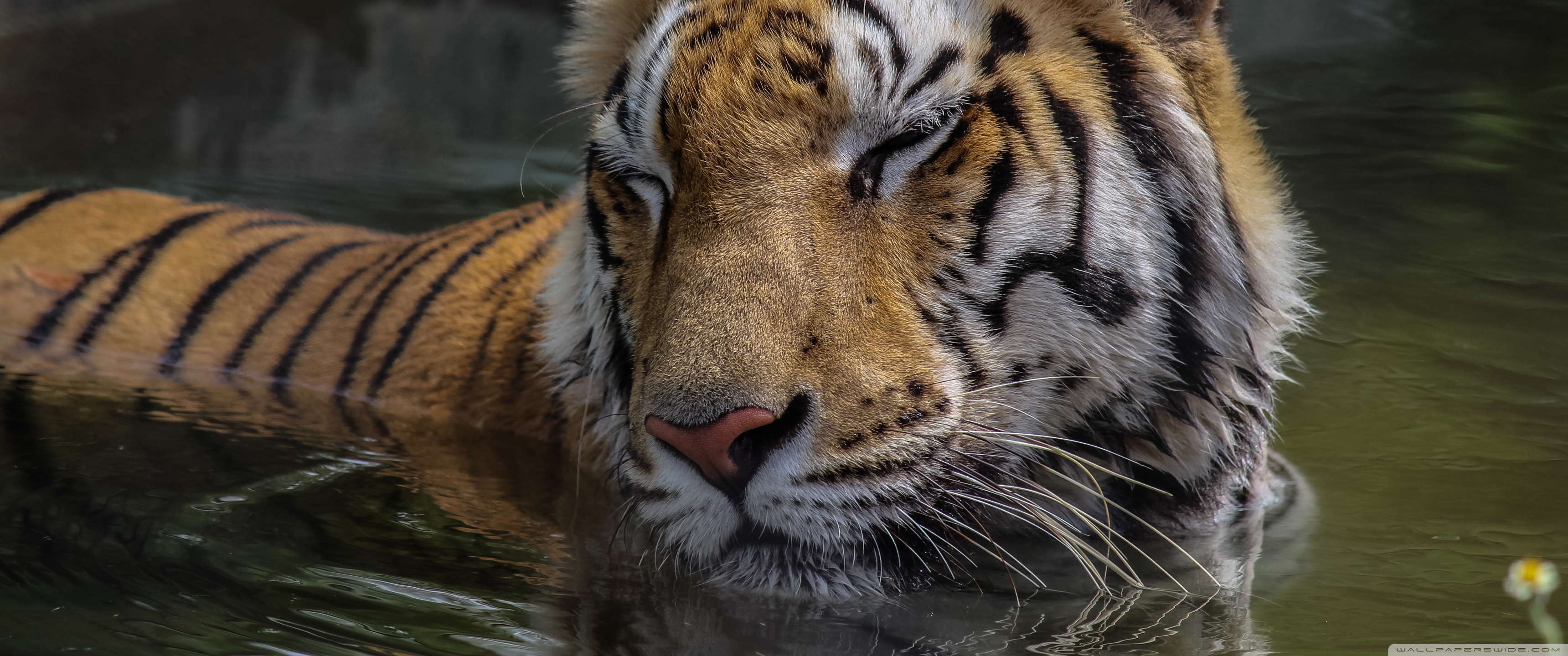 Tiger 4K UHD Wallpaper For UltraHD Desktop And TV: Widescreen And UltraWide Display...