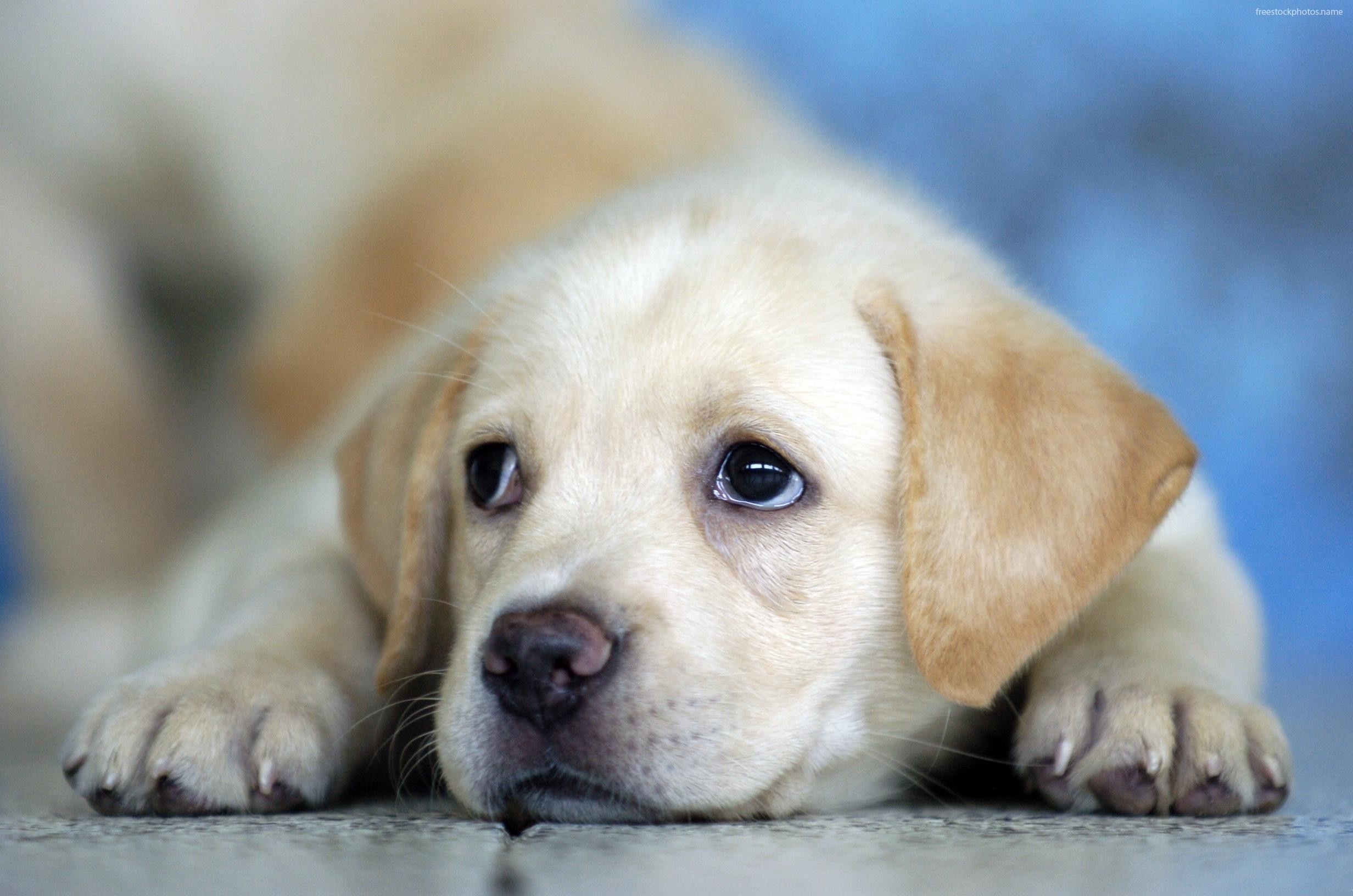 Cute Dogs And Puppies Wallpaper ·① WallpaperTag