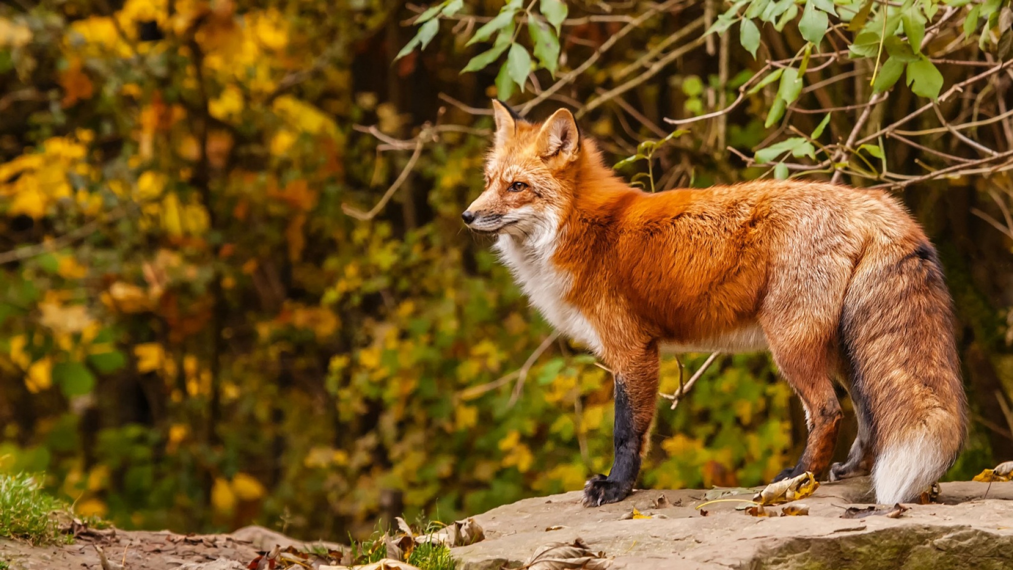 Fox Wallpapers Images Photos Pictures Backgrounds