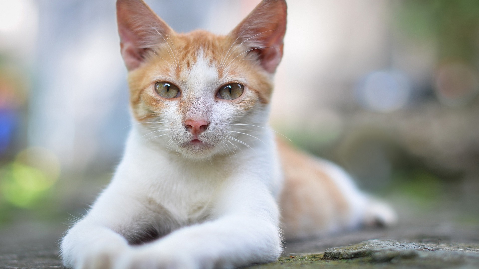 animals, Cat Wallpapers HD / Desktop and Mobile Backgrounds