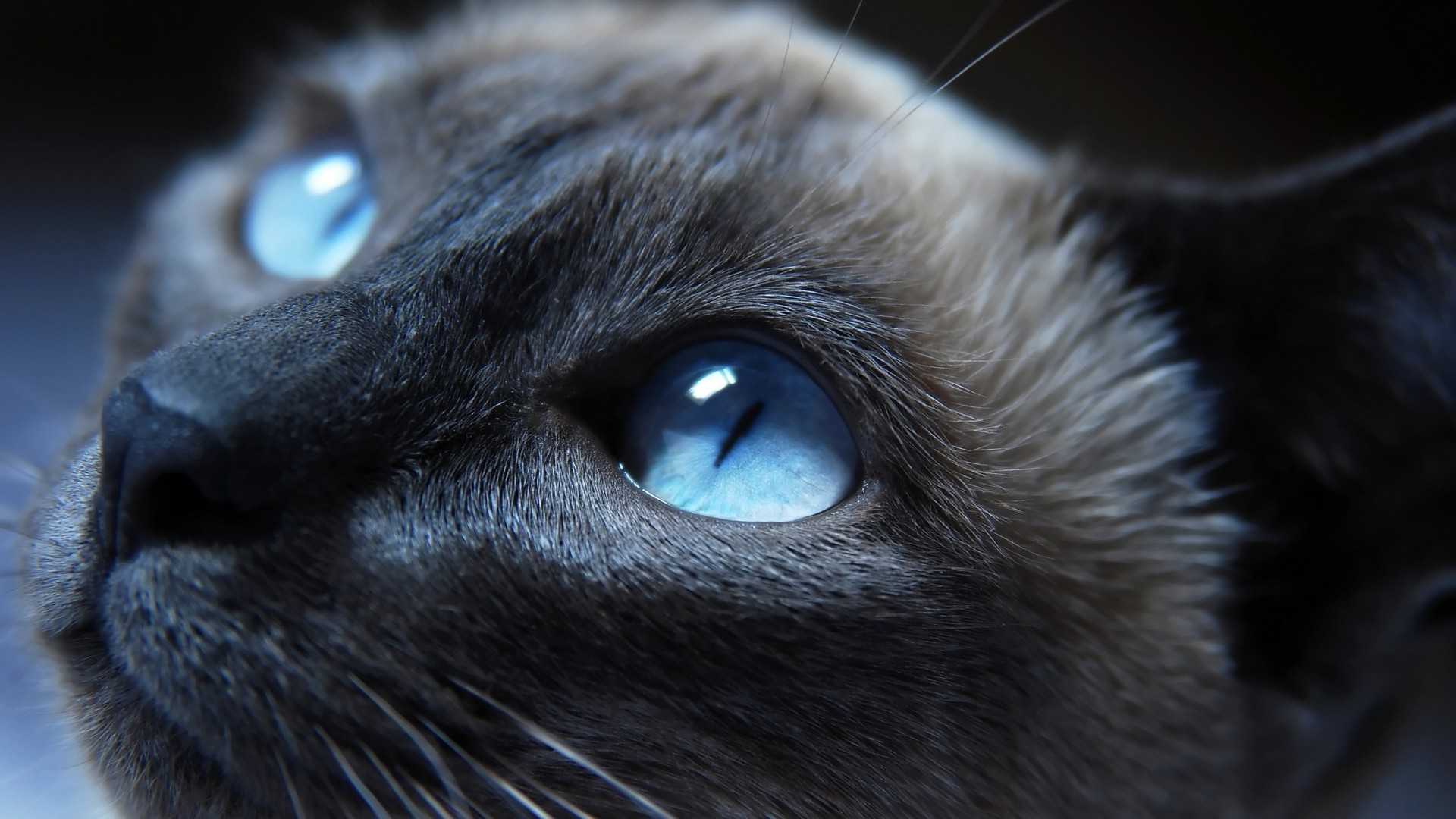 cat, Blue Eyes, Animals, Siamese Cats Wallpapers HD / Desktop and Mobile Backgrounds