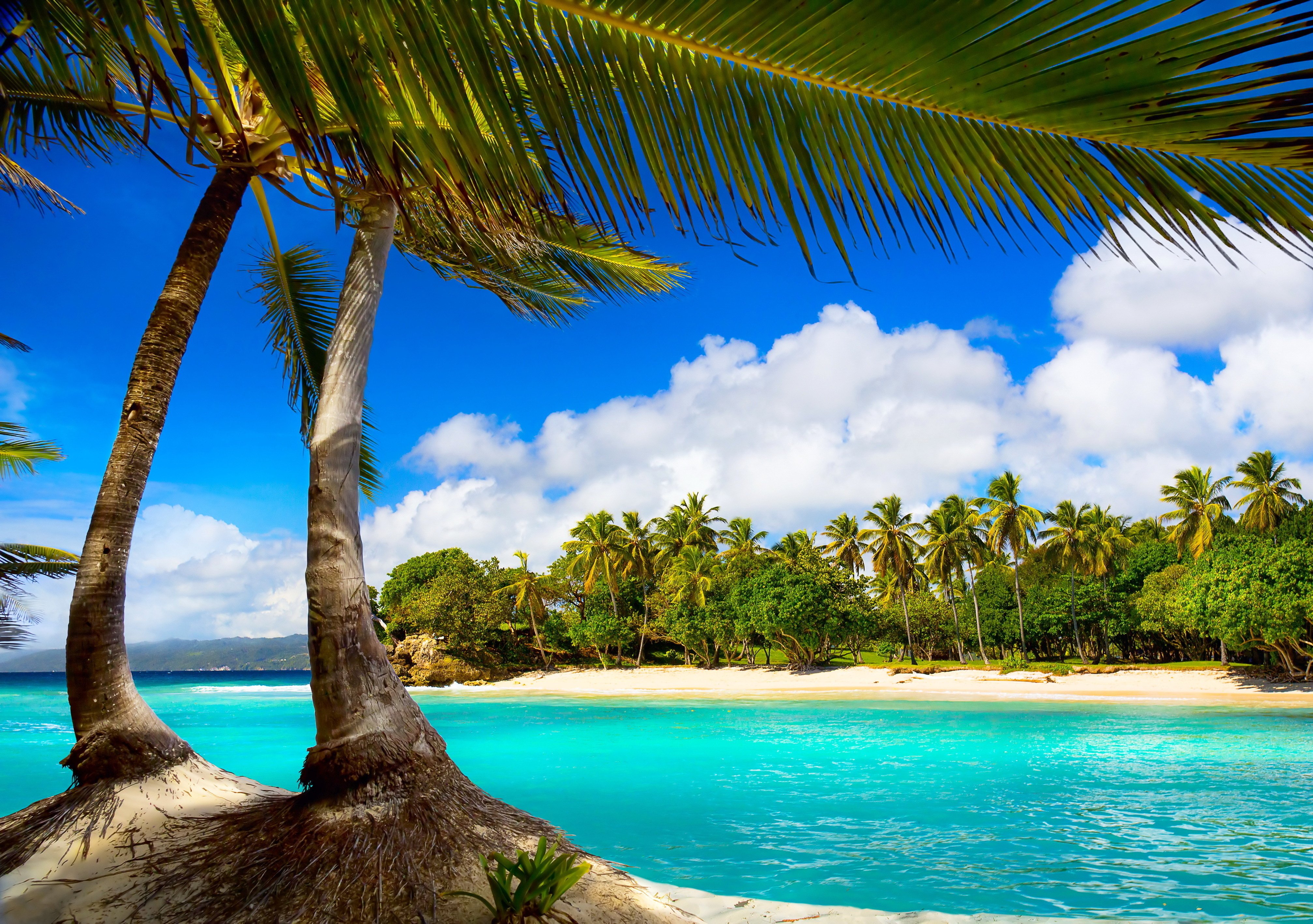 vacation, Beach, Summer, Tropical, Sea, Palms, Paradise, Ocean Wallpapers HD / Desktop and ...
