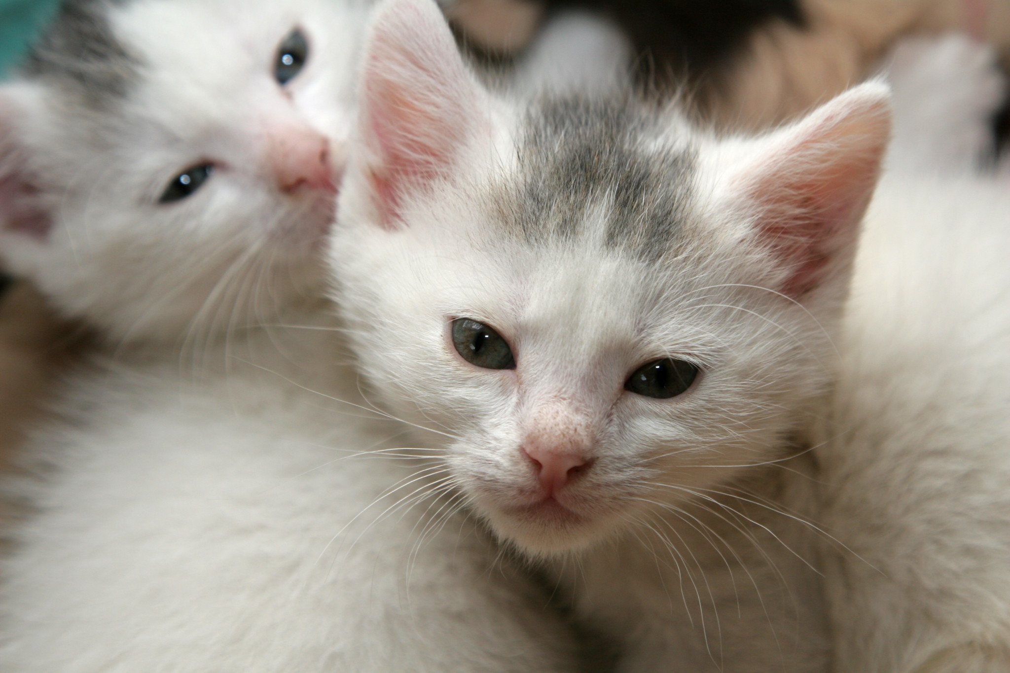 Kittens, Cat, Cats, Kittens, Baby, Cute, 31 Wallpapers HD / Desktop And Mobile Backgrounds