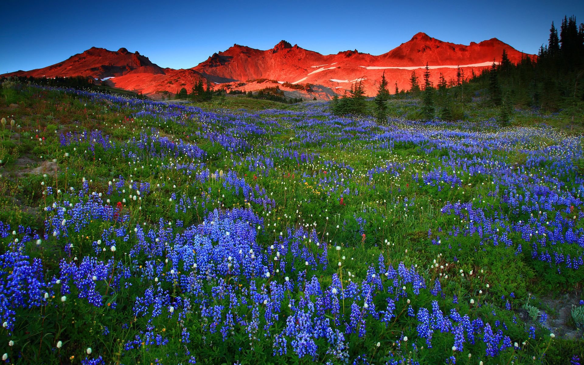 landscape, Nature, Beautiful, Forest, Area, Wild, Sky, Landscapes Wallpapers HD / Desktop and ...